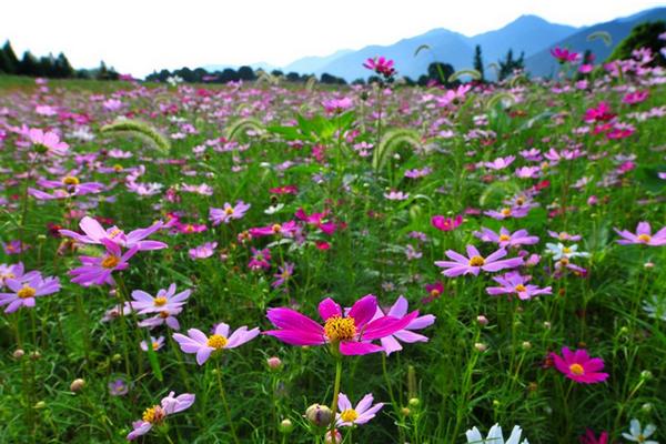 波斯菊图片大全 波斯菊花语及寓意