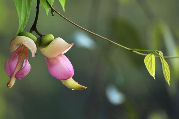 禾雀花图片大全 禾雀花花语及寓意 禾雀花有几种颜色