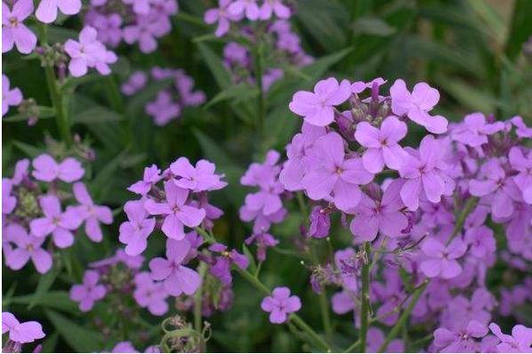 蓝香芥图片大全 蓝香芥什么时候开花