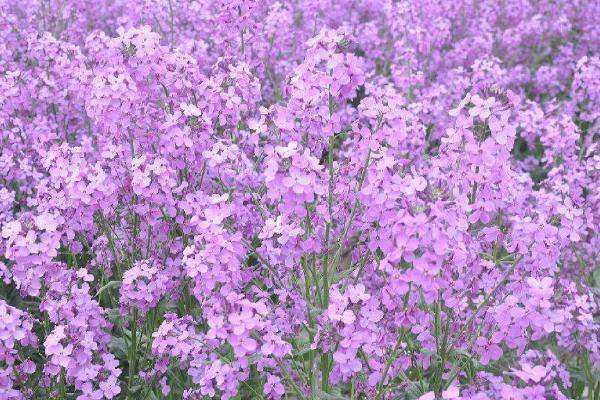 蓝香芥图片大全 蓝香芥什么时候开花