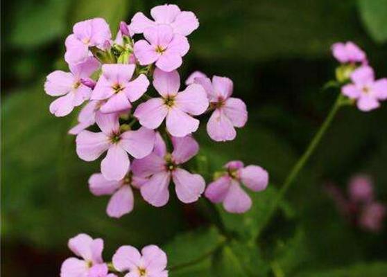 蓝香芥图片大全 蓝香芥什么时候开花