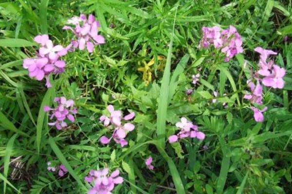 蓝香芥图片大全 蓝香芥什么时候开花