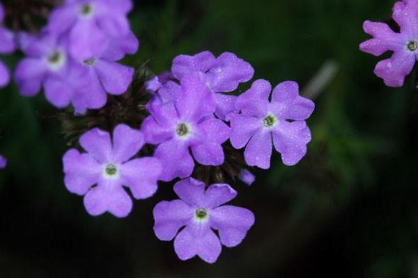 蓝香芥图片大全 蓝香芥什么时候开花