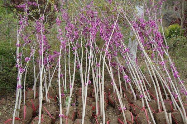 紫荆花图片大全 紫荆花语及寓意