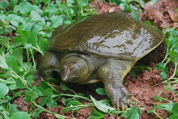 野生甲鱼辨识方法 野生甲鱼的营养价值