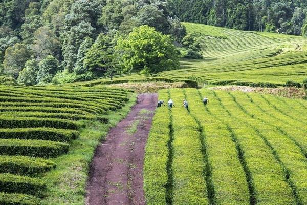 什么是种植园农业 热带种植园农业特点