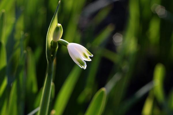 雪滴花图片大全 雪滴花花语及寓意