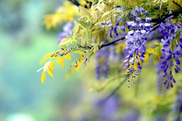 紫藤花图片大全 紫藤花花语及寓意