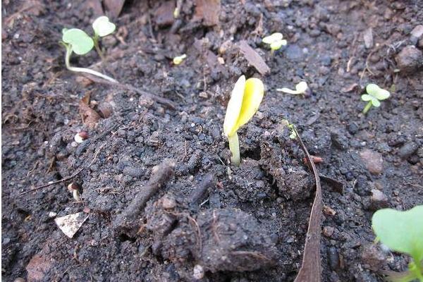 甜葫芦图片大全 甜葫芦种植技术