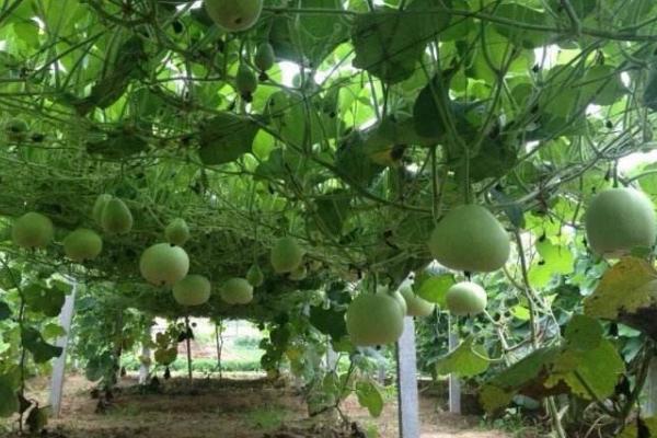 甜葫芦图片大全 甜葫芦种植技术