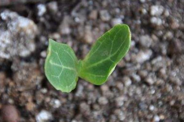 甜葫芦图片大全 甜葫芦种植技术