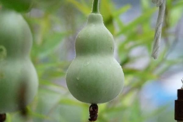 甜葫芦图片大全 甜葫芦种植技术