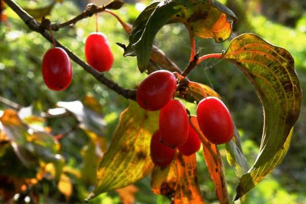 山茱萸图片大全 山茱萸花语及寓意