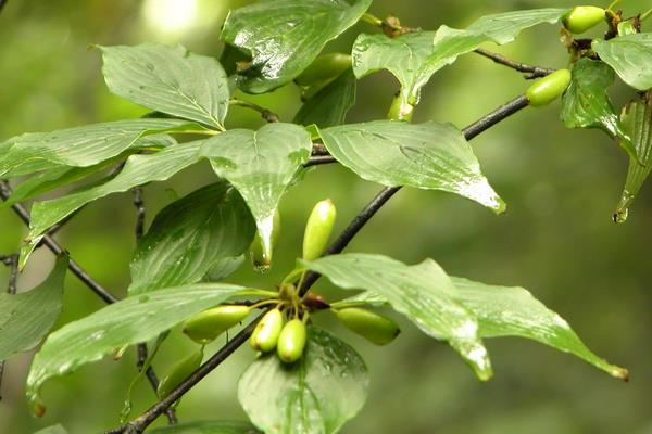 山茱萸图片大全 山茱萸花语及寓意