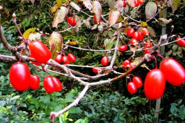 山茱萸图片大全 山茱萸花语及寓意