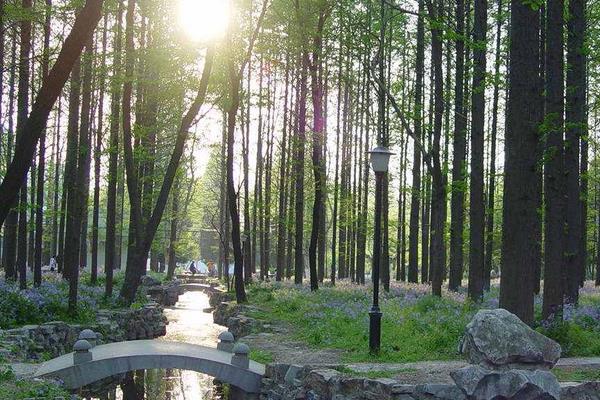 水杉图片大全（含盆景） 水杉是什么植物