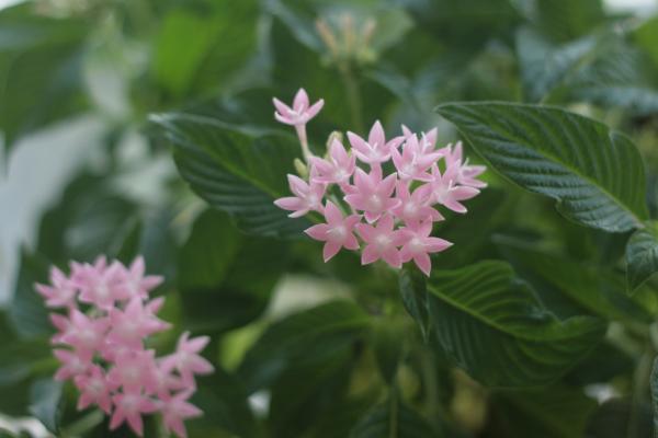 繁星花图片大全 繁星花花语及寓意