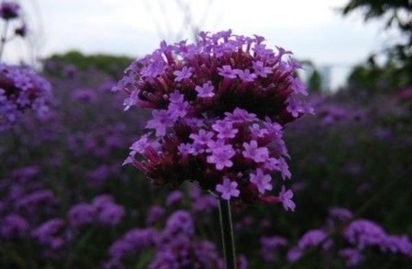 夕雾花图片大全 夕雾花花语及寓意