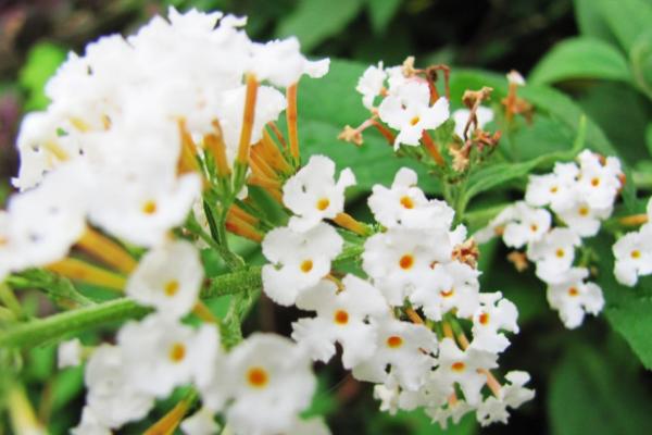 密蒙花功效与作用 密蒙花药用价值