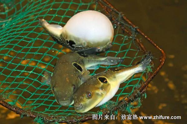 河豚怎么养？