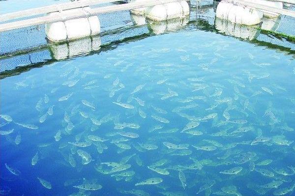 河豚怎么养？
