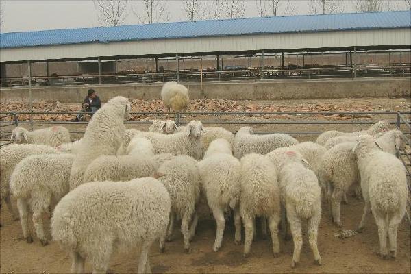 养肉羊选什么品种？最好的肉羊品种推荐