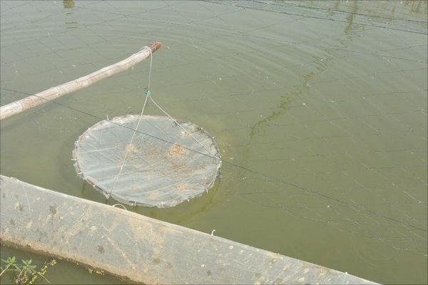 水泥池养泥鳅好吗？水泥池养泥鳅技术