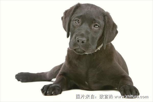 拉布拉多犬好养吗？