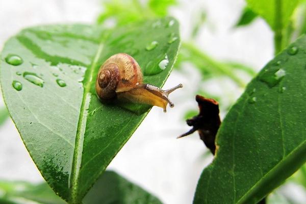 蜗牛是益虫还是害虫？