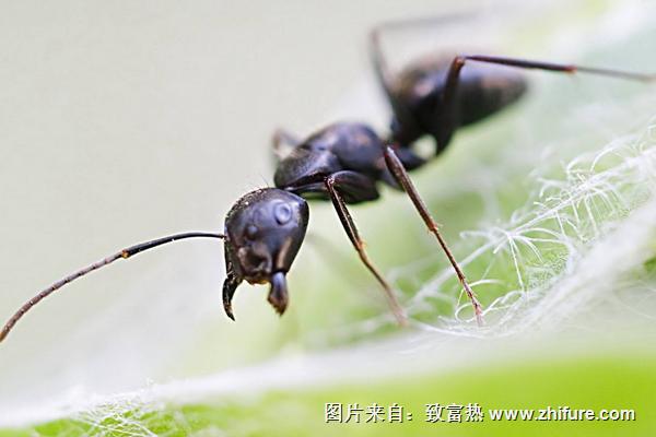 蚂蚁喜欢吃什么食物？