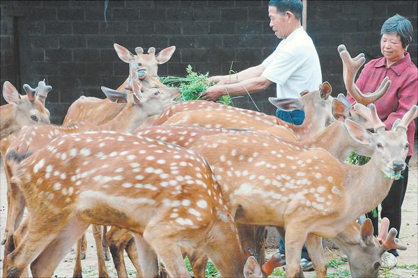 养鹿好养吗一只多少钱？