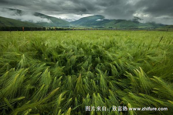 青稞和小麦的区别是什么？