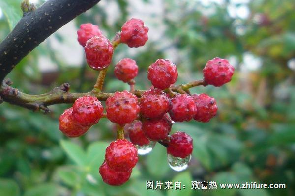 新鲜花椒怎么保存？