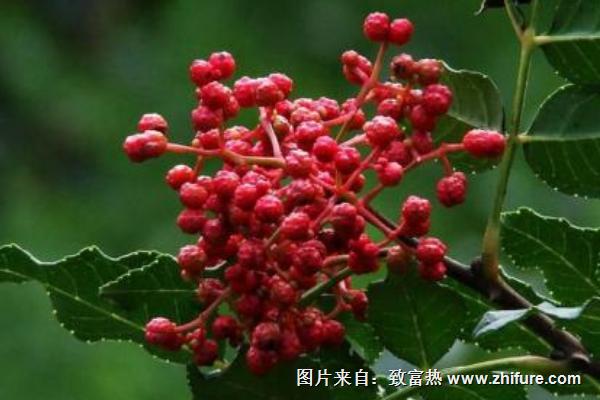 新鲜花椒怎么保存？