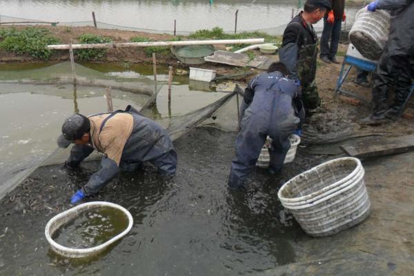 泥鳅下奶吗？