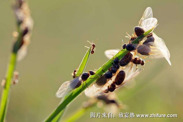 飞蚂蚁和白蚁的区别是什么？