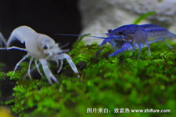 观赏虾好养吗？