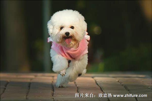 贵宾犬价格多少钱一只？