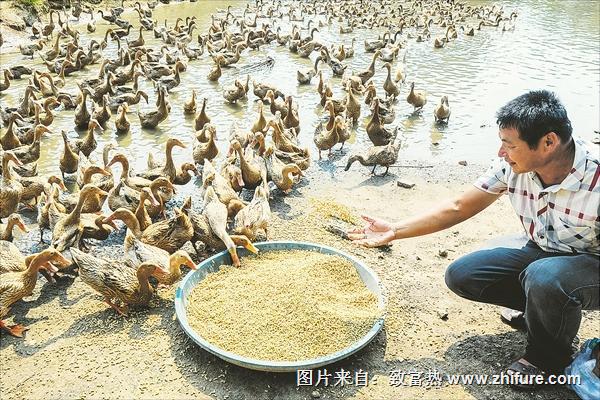 新手养鸭需要准备什么？