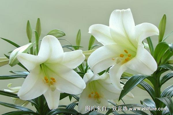 百合花有毒吗