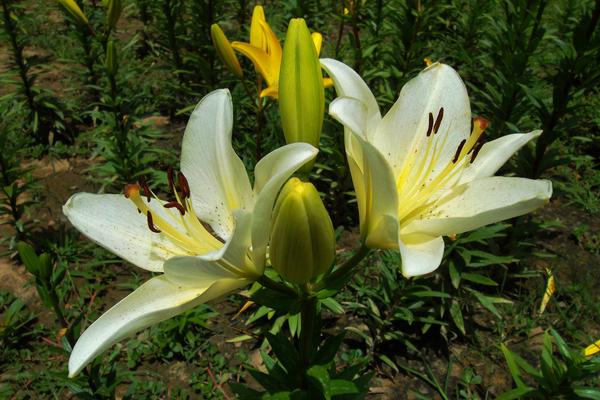 送百合花代表什么意思