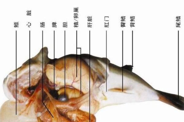 河豚最毒的部位是哪里？