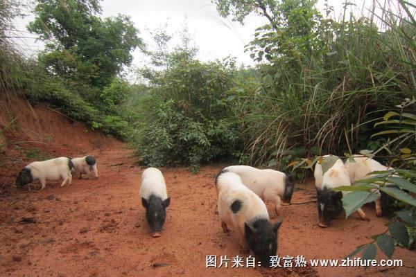 香猪猪舍怎么设计建设？有些要注意的？