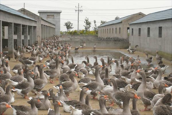 养鹅的前景如何