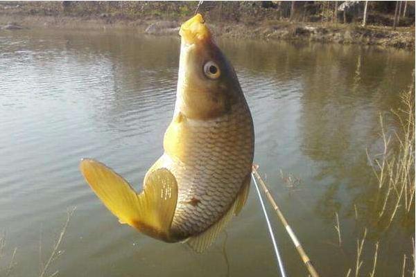 鲤鱼怎么钓？用什么饵料钓鲤鱼好？