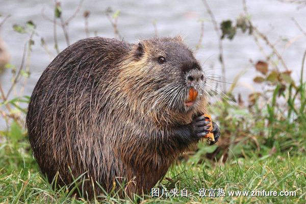 海狸鼠吃什么食物饲料？