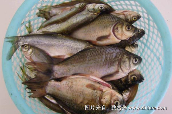 白鲢价格多少钱一斤？