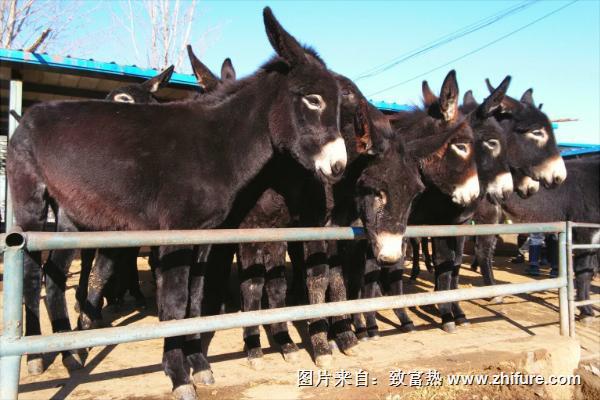 乌头驴价格多少钱一头？