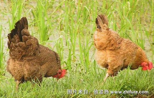 现在养土鸡效益怎么样呢？赚钱么？