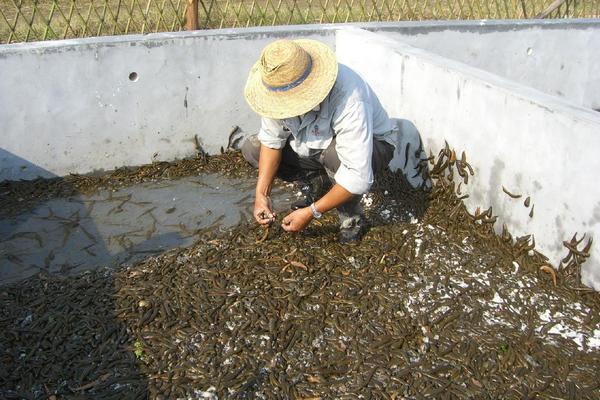 被水蛭咬了怎么办？